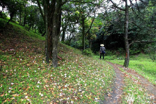 (9)【成行】廣東“武功山” 羅定八排山最美高山草甸-戶外活動圖-駝鈴網(wǎng)