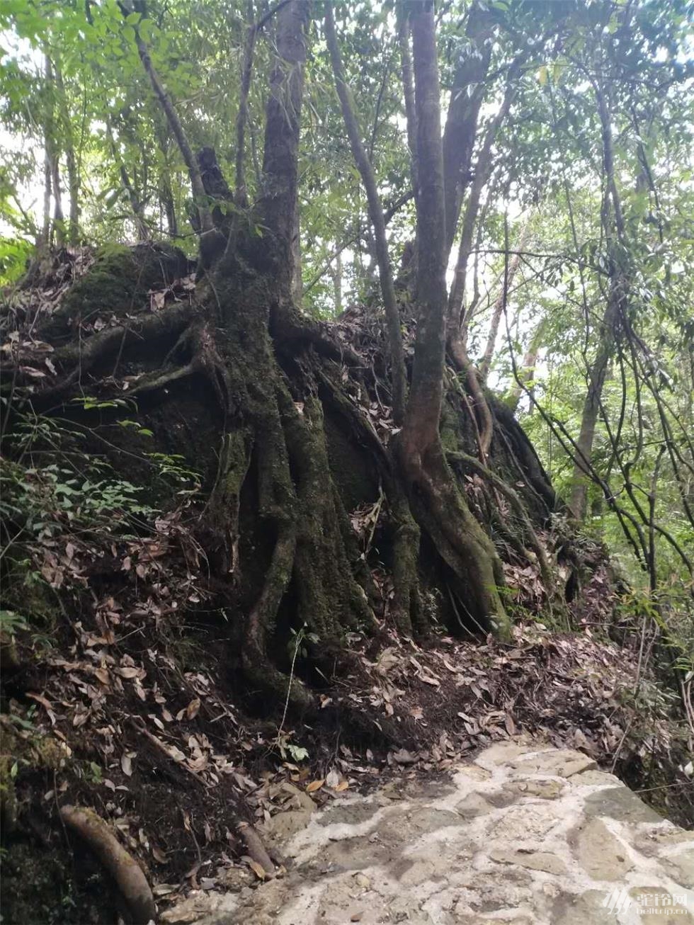 蘆山猴山飛瀑 