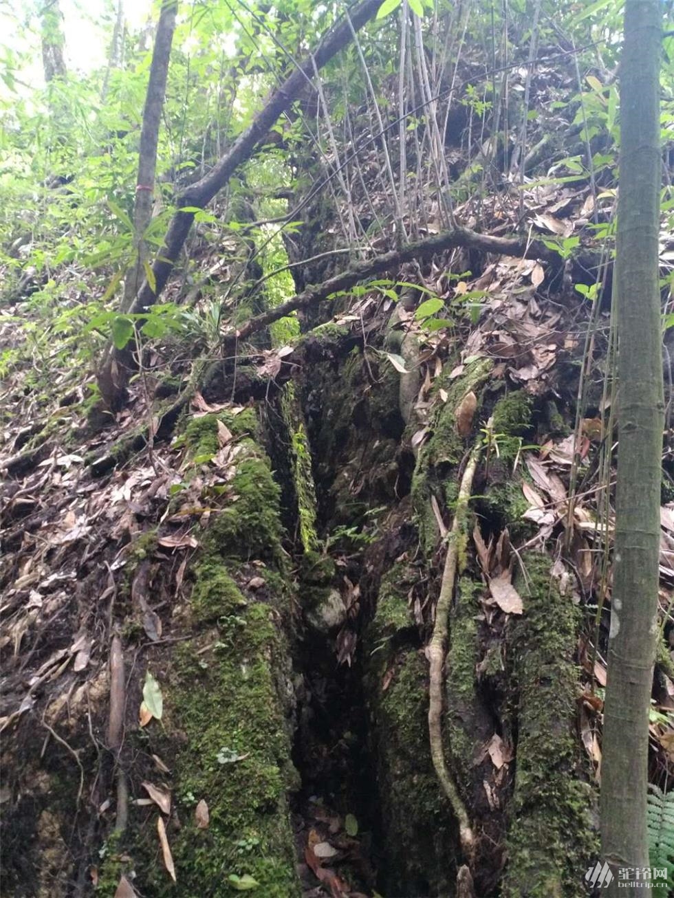 蘆山猴山飛瀑 