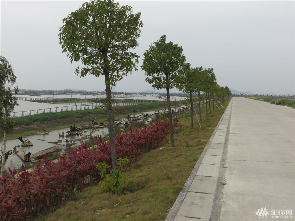 (13)番禺海鷗島農(nóng)莊海鮮騎行一日休閑游AA約伴-戶外活動圖-駝鈴網(wǎng)